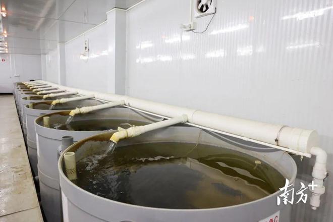 現代農業走新路 望牛墩企業創新水產品養殖，魚入住“標準間”