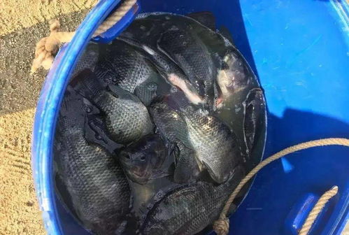 衛健委推薦水產品，新冠防范與營養健康首選