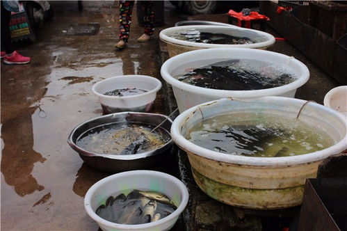 了解麗江，從菜市場開始