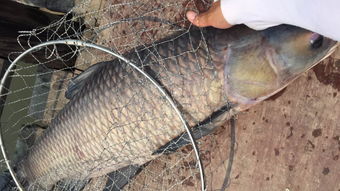 釣螃蟹必備日用百貨指南 精準定位，收獲滿滿