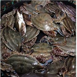 南京大閘蟹的特點與選購指南——南京鮑鮮匯水產品在線咨詢