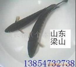 泥鰍求購指南 批發、價格與供應信息獲取途徑