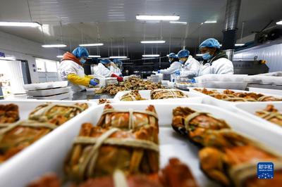 訂單螃蟹加工忙 初級農產品產業鏈新活力