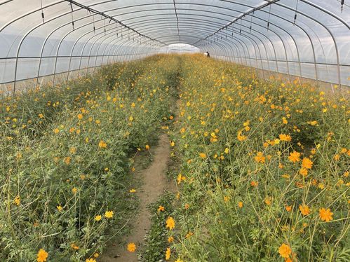 宿松以花為媒，助力鄉村振興的初級農產品發展路徑