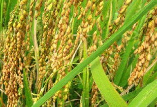 全球糧食價格持續走高 穩定糧價對各方的重要性