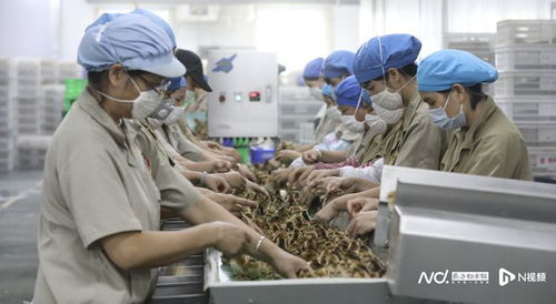 推動清遠雞“出山入灣” 在初級農產品上賦加更多價值