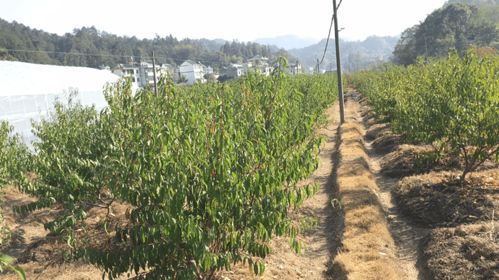 我市五家企業獲評安徽省大學生返鄉創業示范基地（初級農產品類）榮譽稱號