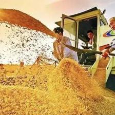 RCEP正式生效 為初級農產品帶來的機遇與我國農業的應對之策